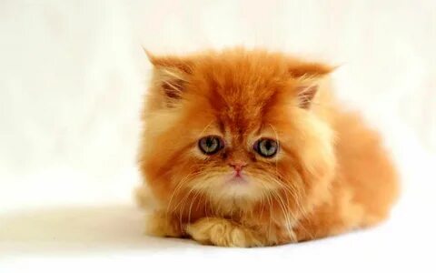 Персидский котенок