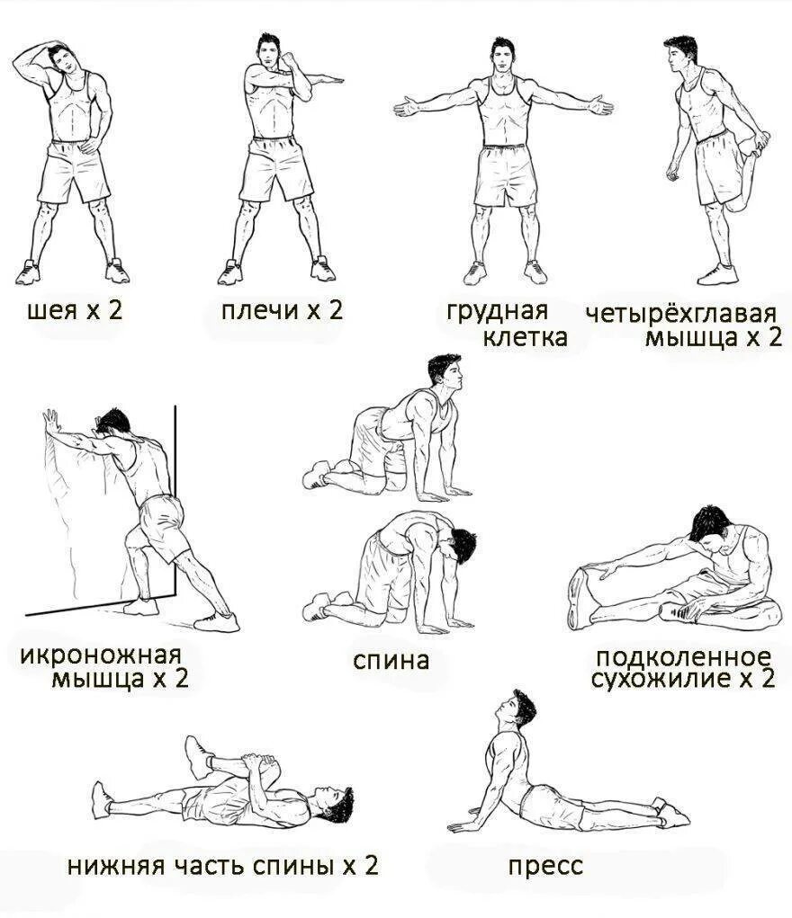 Разминка перед нагрузкой. Комплекс упражнений на растяжку мышц перед силовой тренировкой. Растяжка заминка после силовой тренировки. Комплекс растяжки после силовой тренировки. Упражнения для заминки после растяжки.
