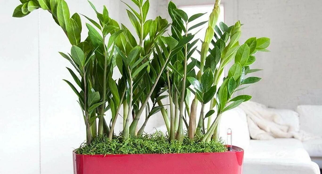 Как выбирать замиокулькас. Замиокулькас. цветок замиокулькаса. zamioculcas zamiifolia. замиокулькас долларовое дерево.