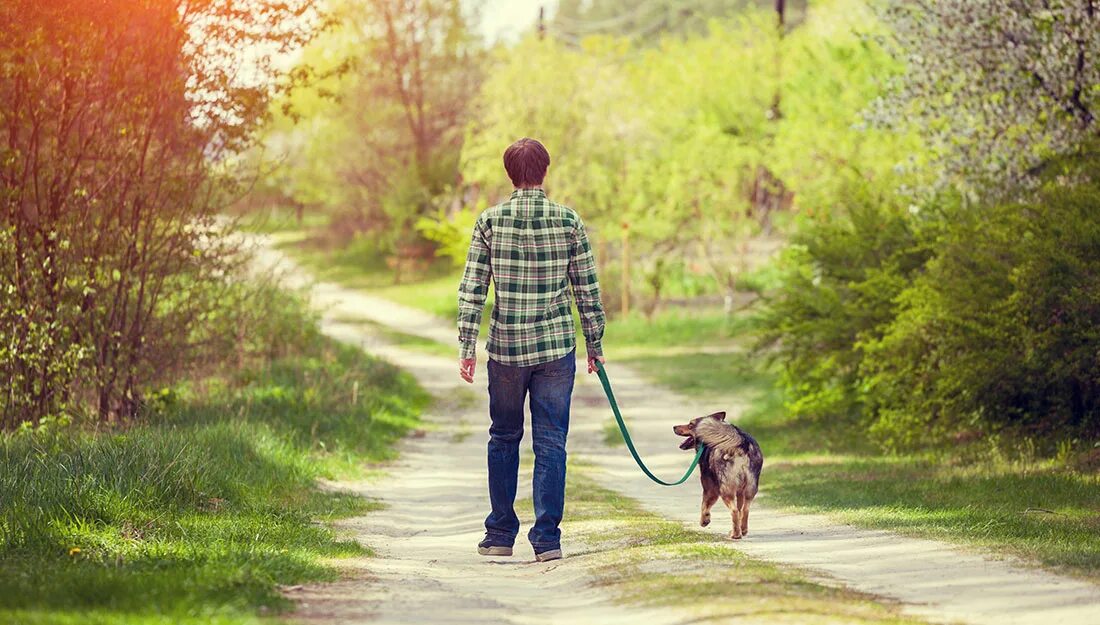 Like taking a walk. Прогулка с собакой в лесу. Прогулка по лесу с собакой. Прогулка с собакой летом. Мальчик с собакой в лесу.