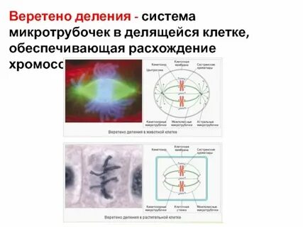 Образуют веретено деления формируют лизосомы