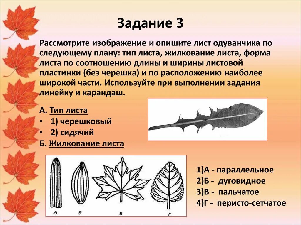 Форма одуванчика