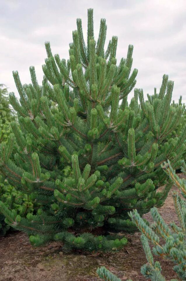 Pinus nigra Oregon Green. Сосна Горная Орегон Грин. Сосна черная Oregon Green. Сосна черная Орегон Грин Oregon Green.