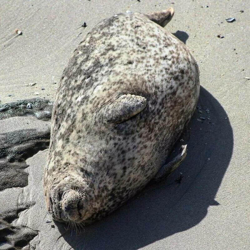 Щенок ждет. Мангусты сурикаты. Мангуст и сурикат. Животное которое ждет. Собака ждет.