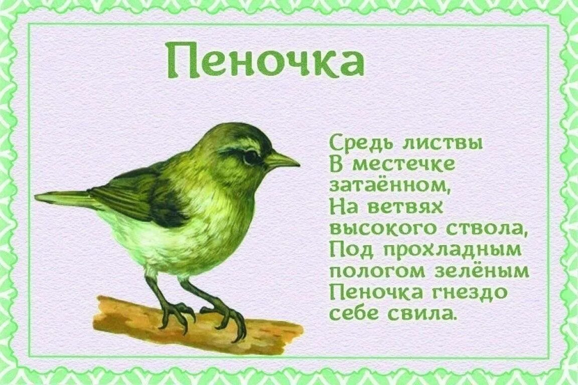 Стихи про птиц. Стихи про птиц для детей. Стихи про птиц для малышей. Стихи про перелетных птиц для детей.
