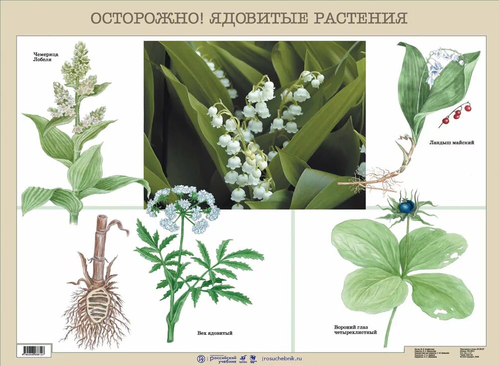 Ядовитые растения. Осторожно ядовитые растения. Ядовитые растения ядовитые растения. Опасные растения для дошкольников. Какие травы ядовиты