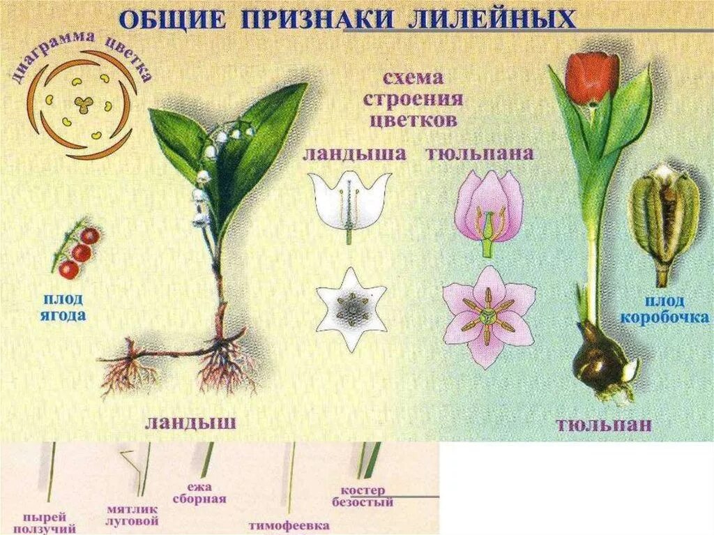 Признаки характерные для семейства Лилейные. Общие признаки растений семейства лилейных. Строение цветка Однодольные семейство Лилейные. Семейство Лилейные строение тюльпана. Семейства ботаника