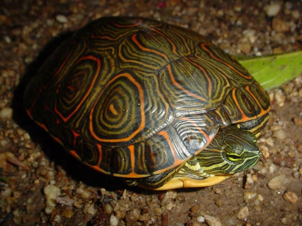 T turtle. Звездчатая черепаха. Красноухая черепаха. Панцирь красноухой черепахи. Окрас панциря красноухой черепахи.