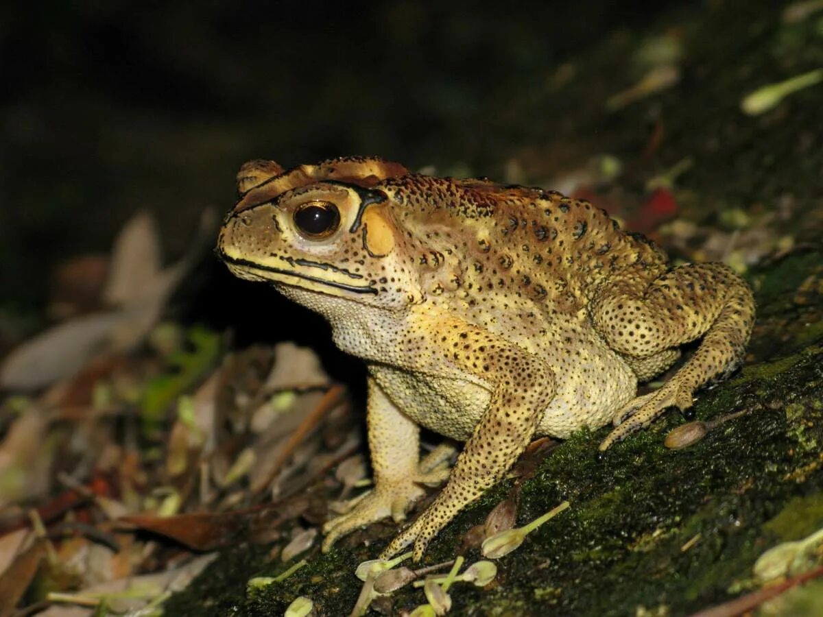 Жаба это ночное животное. Чернорубцовая жаба. Duttaphrynus melanostictus. Малайская жаба. КЕРАЛЬСКАЯ жаба.