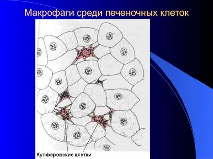 Макрофаги печени