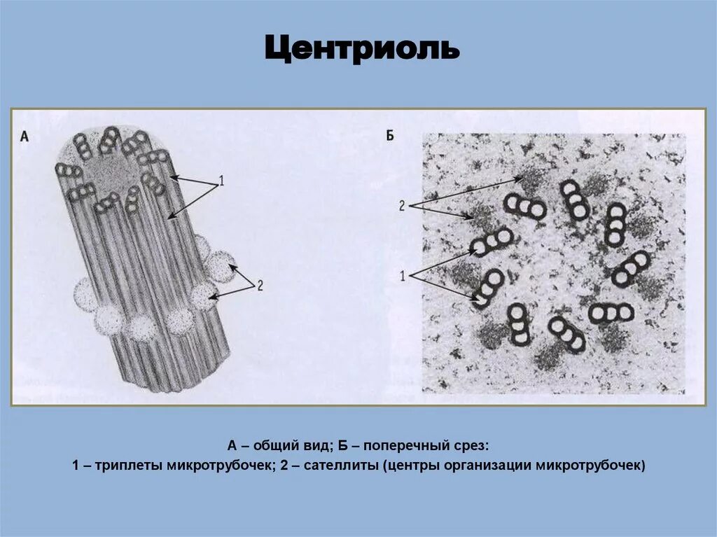 Клетка клеточный центр рисунок. Схема строения центриоли. Строение центриоли клетки. Центриоли схематичный рисунок гистология. Центриоли эукариотической клетки.