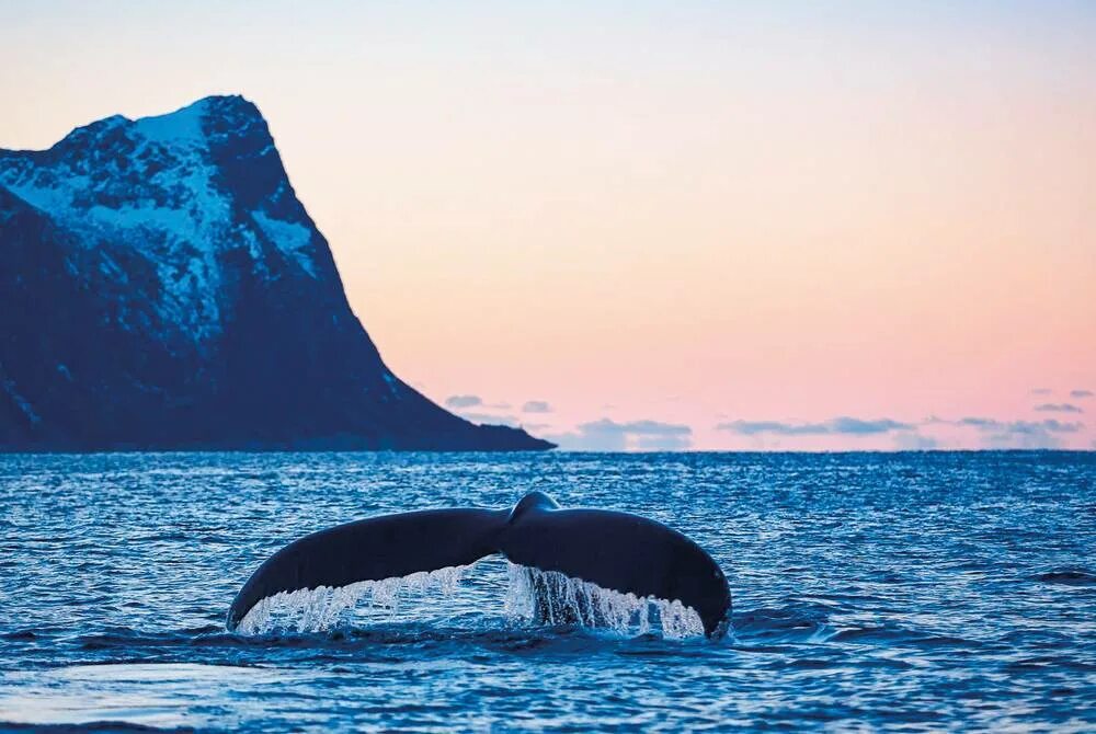 Wildlife holidays. Касатки в Норвегии. Фьорды Норвегии киты. Китовое сафари. Норвегия фьорды касатки.