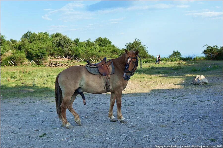 Под жеребцом. Спаривание жеребцов. Брачный период у лошадей. Спаривание лошадей. Спаривание лошадей с людьми.
