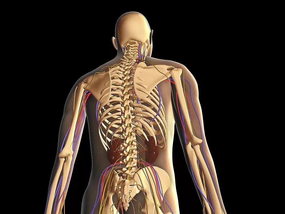 Органы в пояснице. Скелет человека с внутренними органами. Скелет со спины. Человеческий скелет со спины.