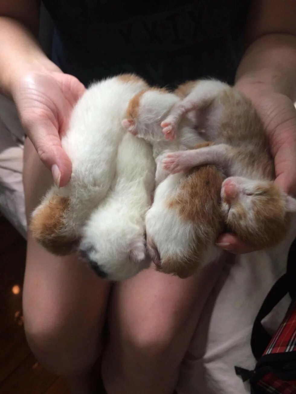 Писк новорожденных котят. Писк маленького котенка