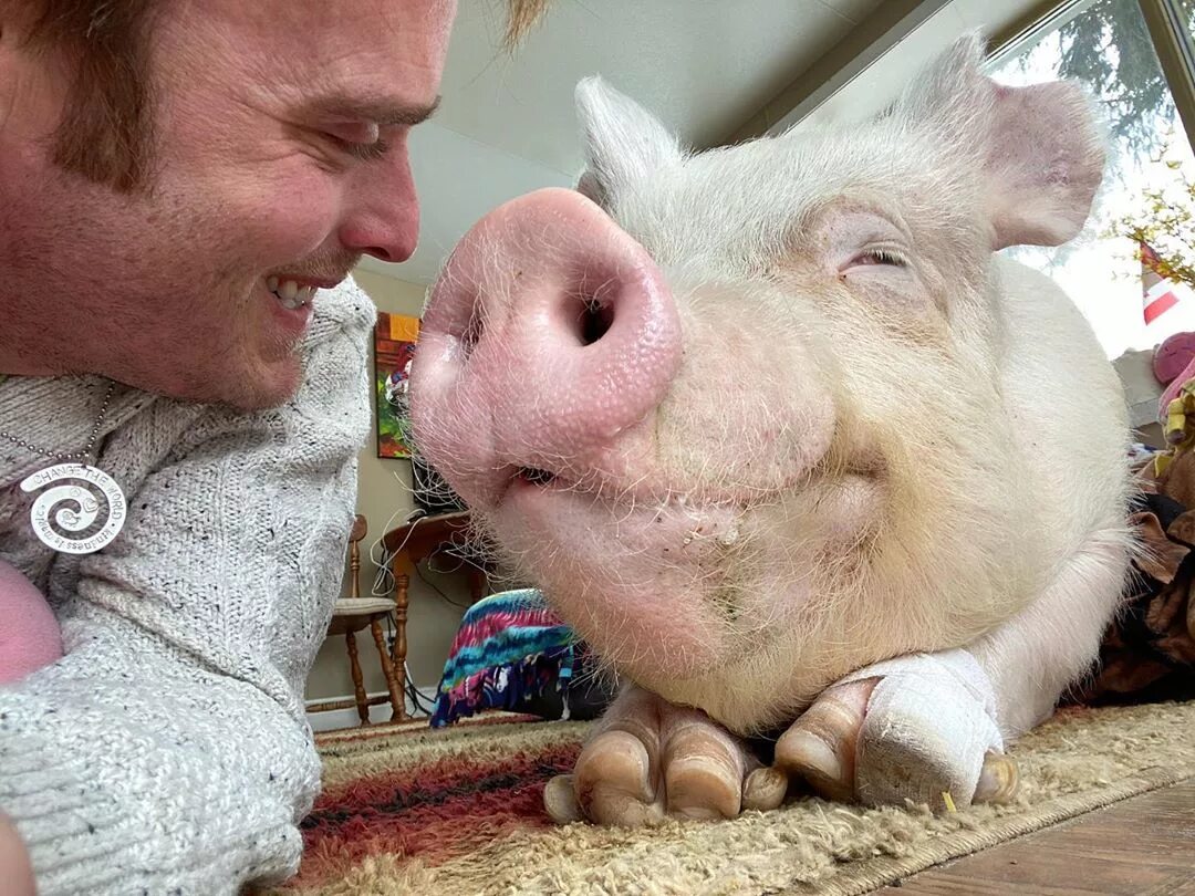 Better pigs. Better pigs. Minecraft pig king is sad. Пиксельный кабан. Темворс порода свиней.