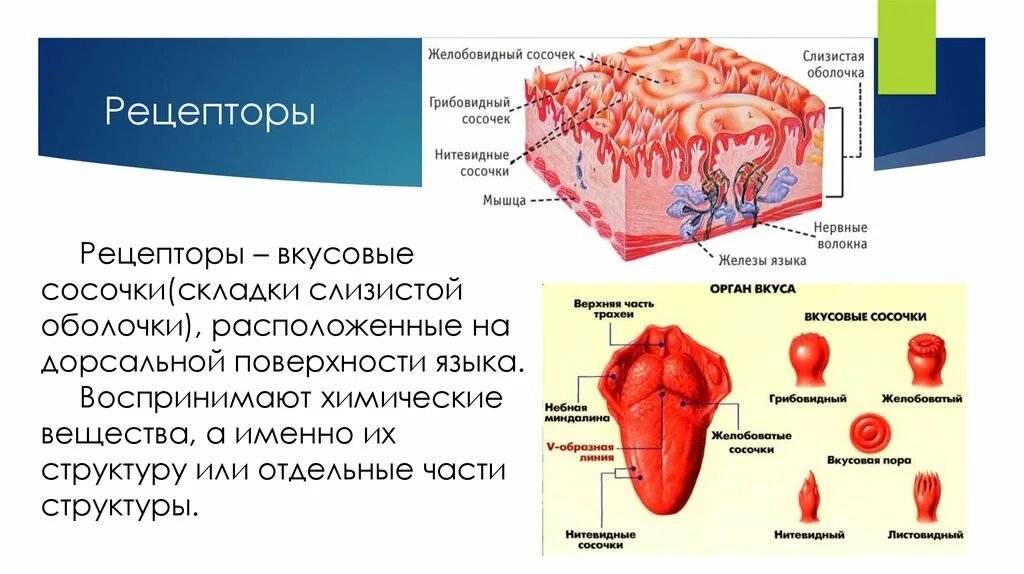 Температура тела в слизистых оболочках. Вкусовая сенсорная система анатомия. Вкусовая сенсорная система анализатор. Строение рецепторов вкусового анализатора. Вкусовой анализатор строение сосочки.