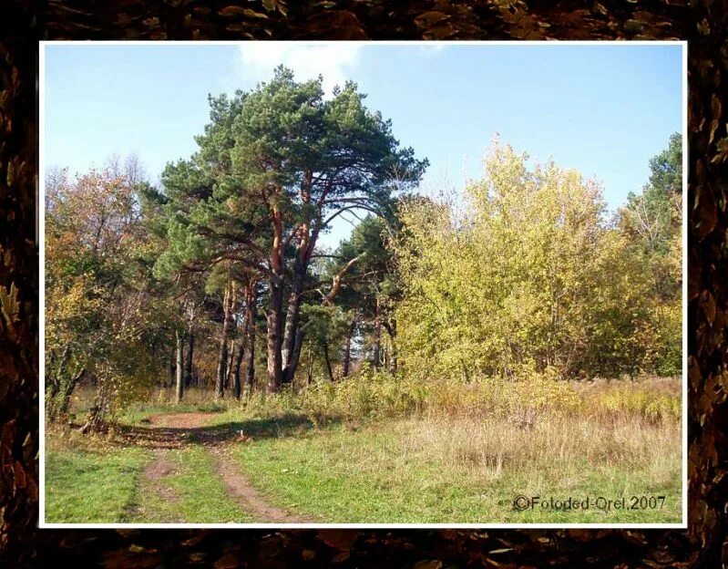В Орле продолжается голосование по выбору общественных территорий Общество Новос