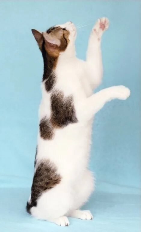 кошачью ж. кошки фото. картун кэт. морда кошки. коты много.