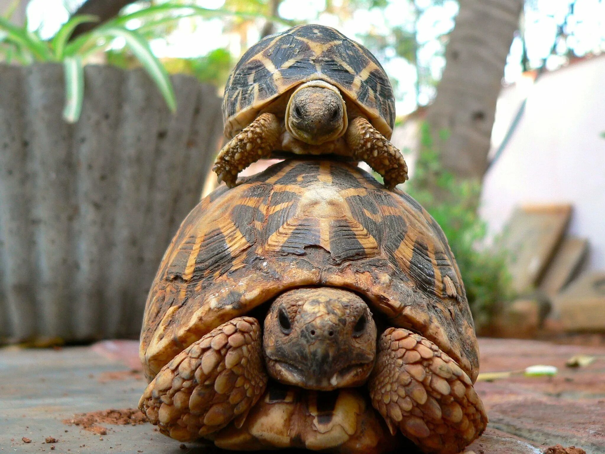 Черепахи весной. Индийская звездчатая черепаха. Псевдогеографическая черепаха. Черепаха и Черепашонок. Индийская кровельная черепаха.