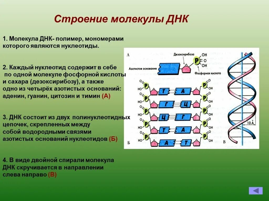 Структурная организация молекулы ДНК. Структура молекулы ДНК: нуклеотиды, их строение.. Строение и функции молекулы ДНК. Структура, строение ДНК молекулы. Достройте молекулу днк