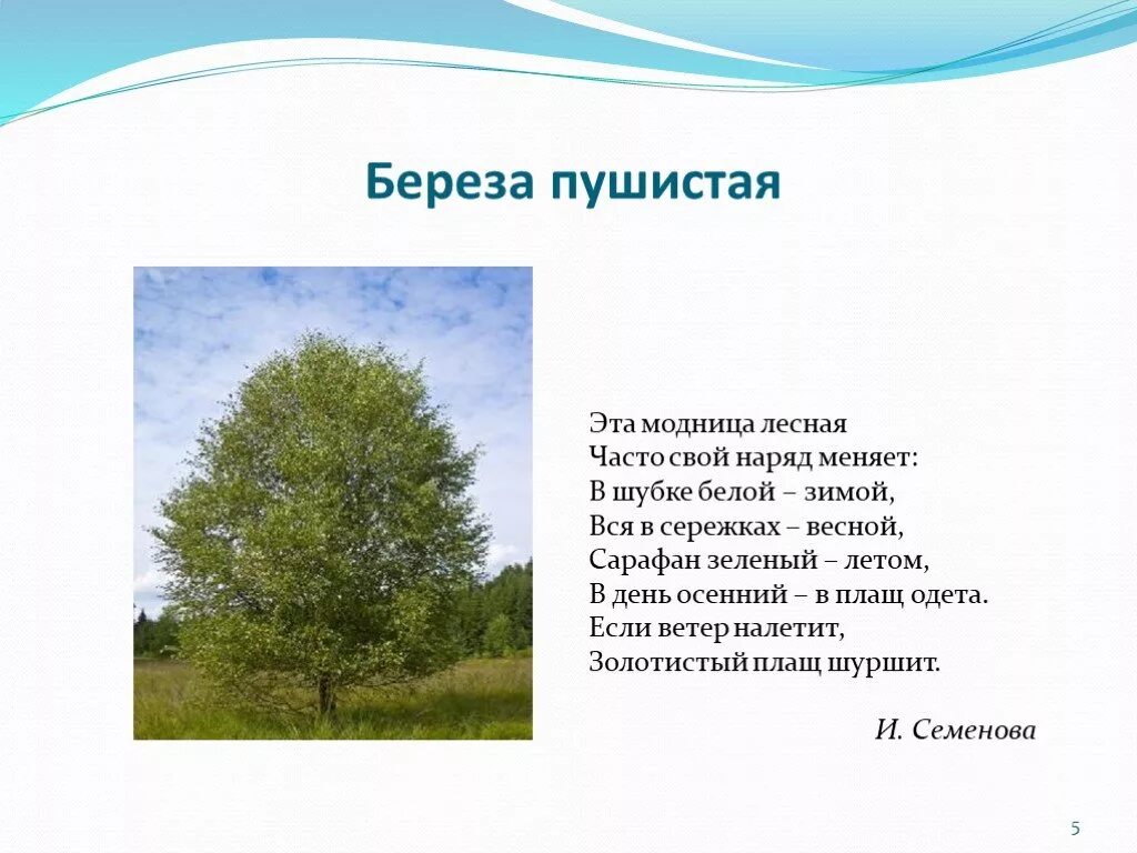 Береза очень созвучна русской природе впр. Стихотворение береза. Стих про березу. Стих про березу для детей. Стиотворение про берёзу для детей.