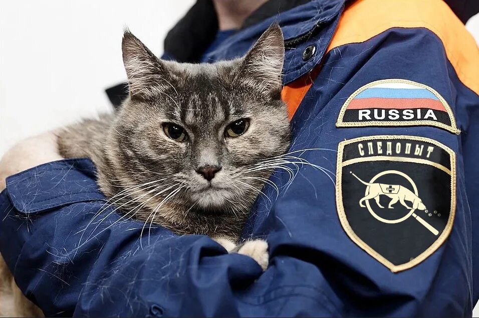 Службы поиска животных