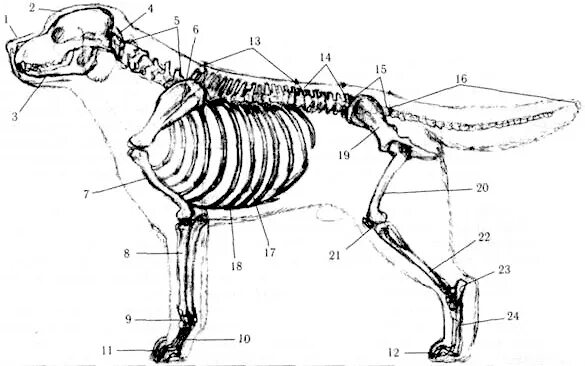 Скелет конечностей собаки. Плюсна анатомия собаки лапа. Ерусалимский анатомия собаки. Скелет грудной клетки собаки. Скелет собаки Грудина.