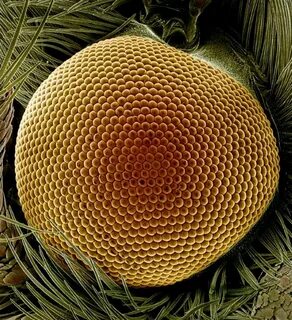 Compound eyes