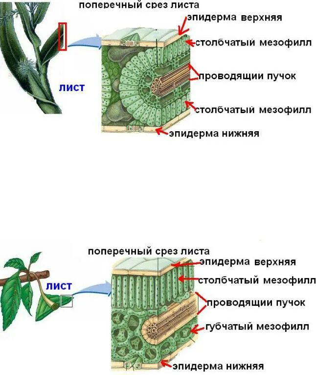Какие клетки образуются листовую пластинку. Анатомическое строение изолатерального листа. Строение среза листовой пластинки. Схема строения изолатерального листа. Анатомическое строение листовой пластинки.