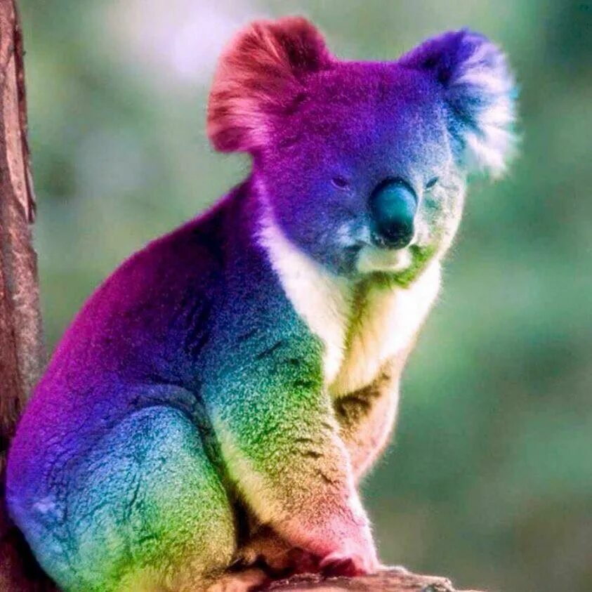 Коала цвет. Эндемики коала. Радужный коала. Коала фото. Эндемики Австралии.