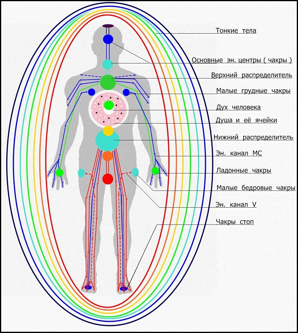 Как узнать свою энергетику сильная она. Чакры энергетические центры тонких тел. Энергетические+чакры+человека+схема. Энергетические меридианы на теле человека схема. Чакры человека 7 чакр энергетики.