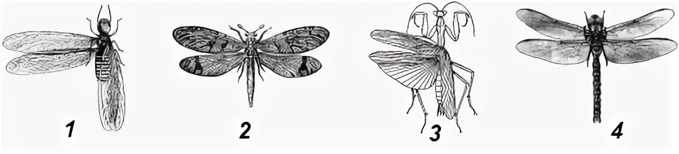 отряды с полнымпревращ. насекомые с неполным превращением. метаморфоз крыльев. цикл развития насекомых с полным и неполным превращением. карстен витте.