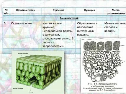 Внешний вид основной ткани