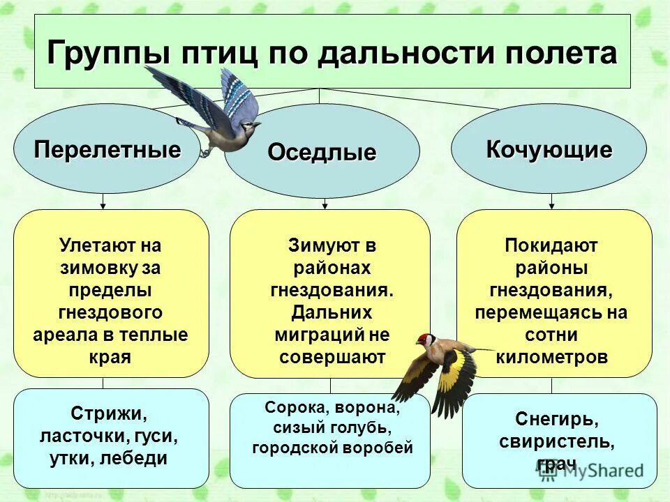 Экологические группы птиц по месту обитания таблица. Оседлые Кочующие и перелетные птицы. Классификация птиц перелетные Кочующие оседлые. Птицы по группам. Экологическая классификация птиц.