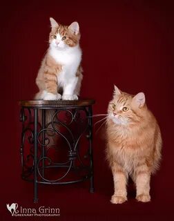 Заводчики кошек