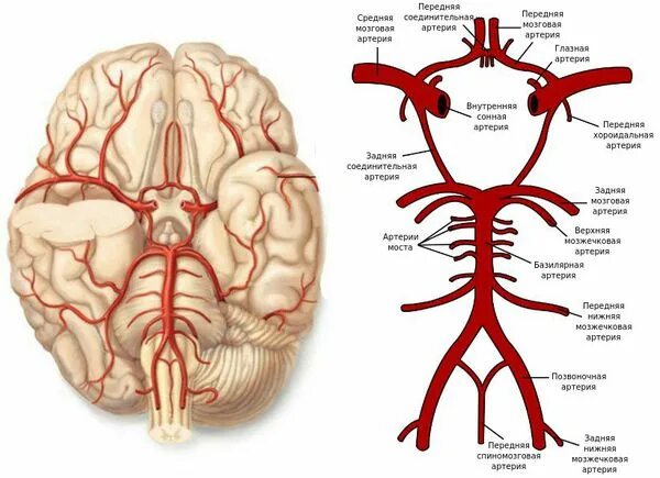Артерии основания мозга. Общая Сонная артерия анатомия внутренняя. Внутренняя Сонная артерия анатомия ветви. Ветви (артерии) внутренней сонной артерии. Ветви внутренней сонной артерии мозг.