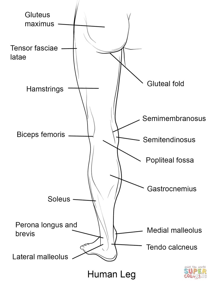 Leg point