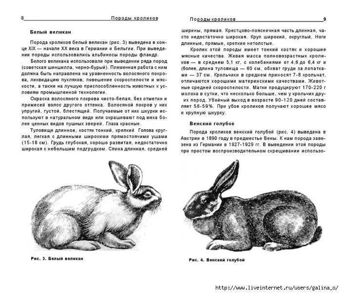 Длина тела кролика. Длина тела кролика. Длина тела кролика. Внешний вид кролика. Длина тела кролика.