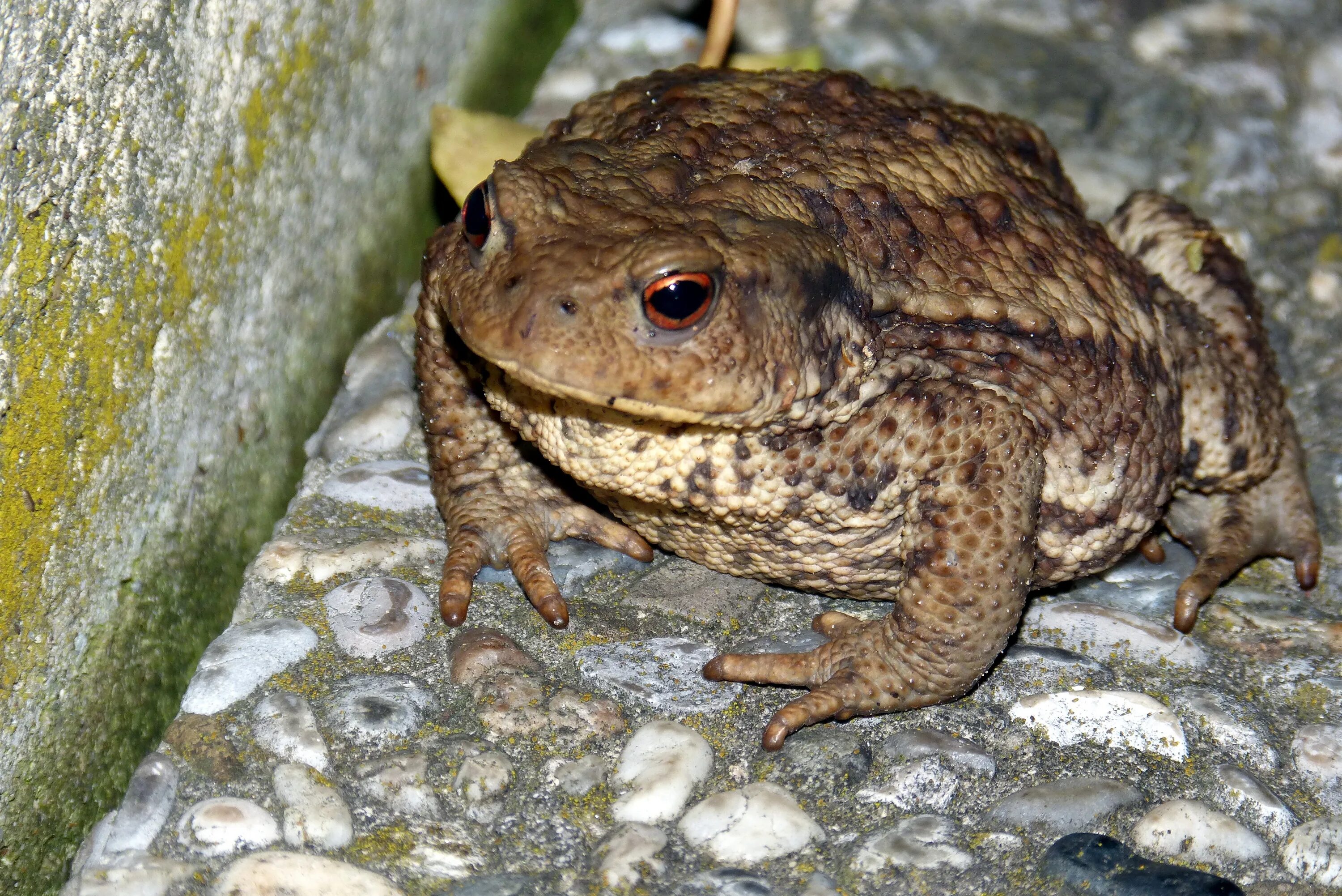 Жаба это ночное животное. Жаба Буфо Буфо. Обыкновенная жаба (Bufo Bufo). Обыкновенная серая жаба. Обыкновенная или серая жаба.