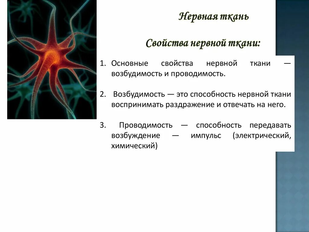 Возбудимость нервной ткани. Проводимость нервной ткани. Основные свойства нервной ткани это возбудимость и. Нервной ткани свойственны.