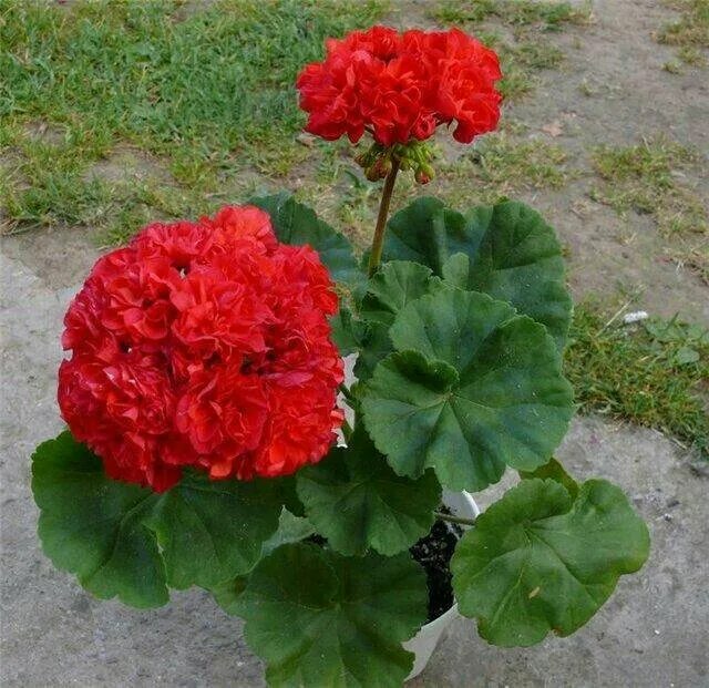 пеларгония кенис. пеларгония кенис. пеларгония кенис. пеларгония кенни дабл. пеларгония кенис дабл.