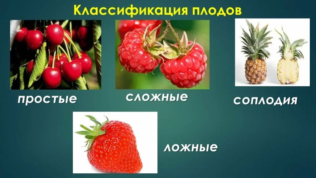 Классификация плодов соплодие. Плоды простые сложные соплодие. Классификация плодов простые и сложные соплодие. Настоящие и ложные плоды. Простые плоды сложные плоды соплодия