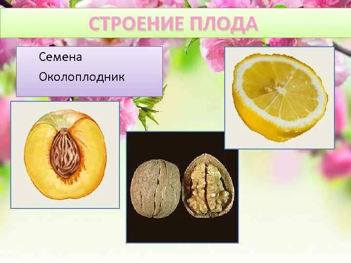 Какое строение имеет плод. Плод околоплодник семя. строение плодов околоплодник. строение плода цветкового растения. околоплодник ботаника.