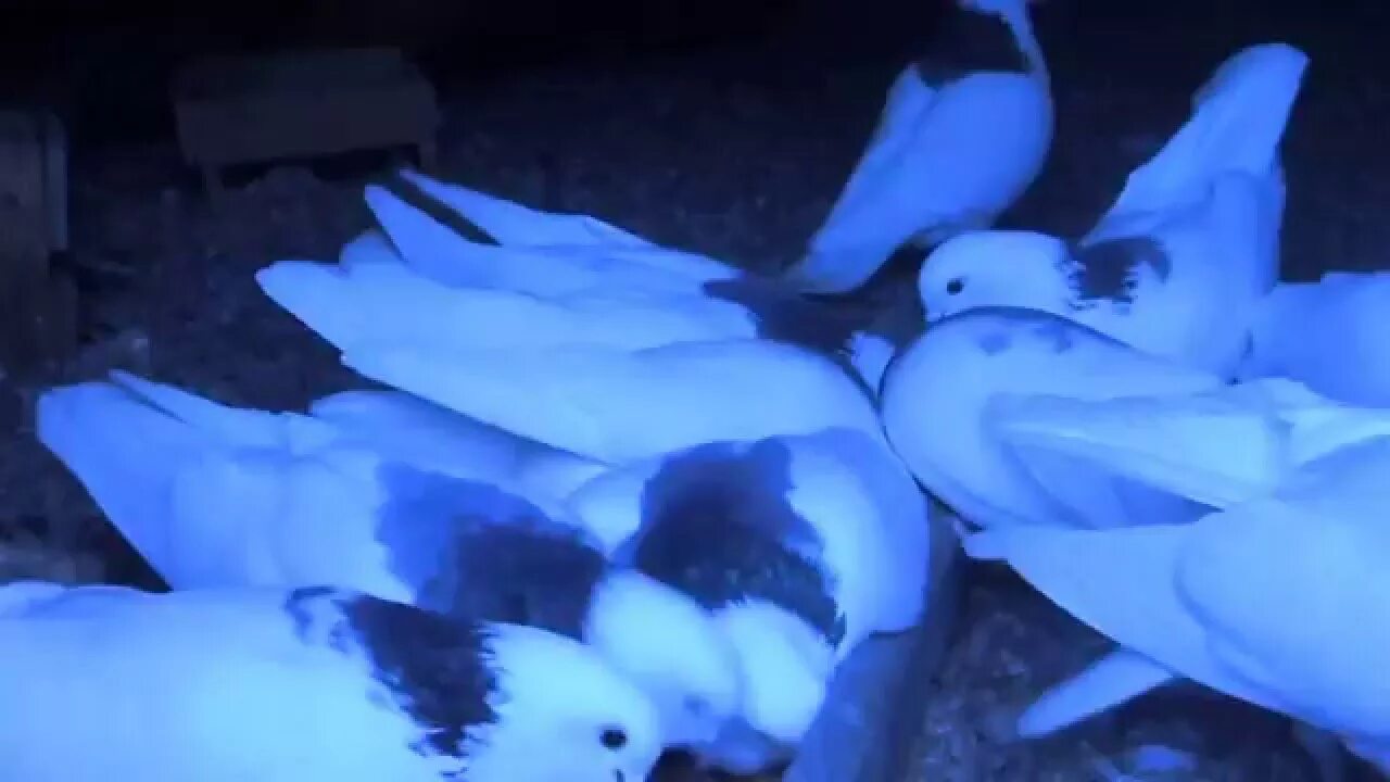Пермские высоколётные голуби. Пермские высоколетные голуби гривуны. Голуби Пермские гривуны. Пермские белоголовые голуби.