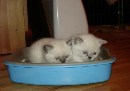 Через 2 дня котенок