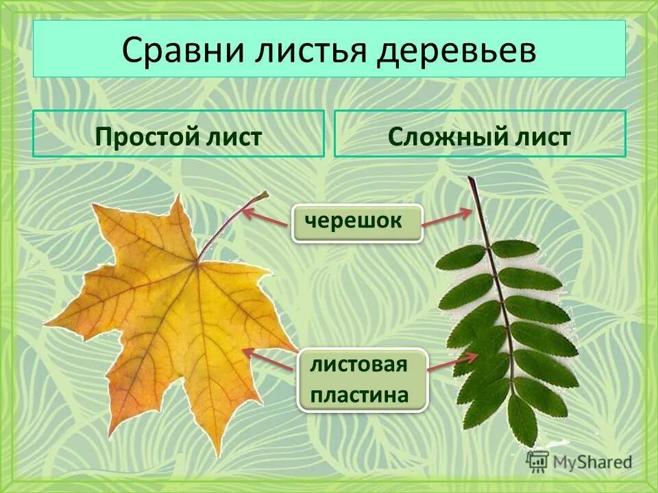 Листья деревьев. Простые и сложные листья. Деревья со сложными листьями. Названия сложных листьев. Какой лист называют сложным