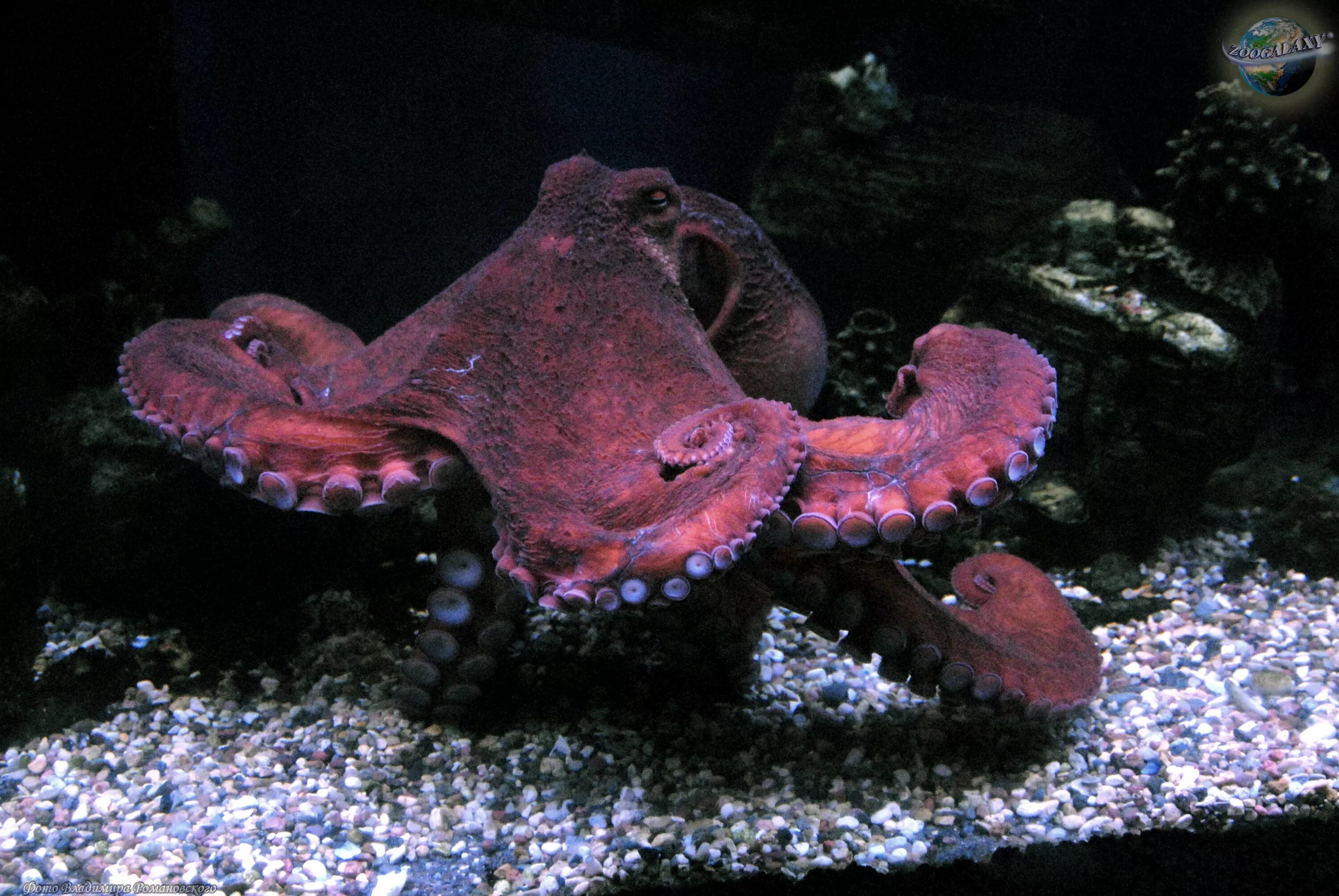 Осьминог Дофлейна гигантский. Осьминог Дофлейна самый большой. Дальневосточный гигантский осьминог. Дофлейна осьминог размер.