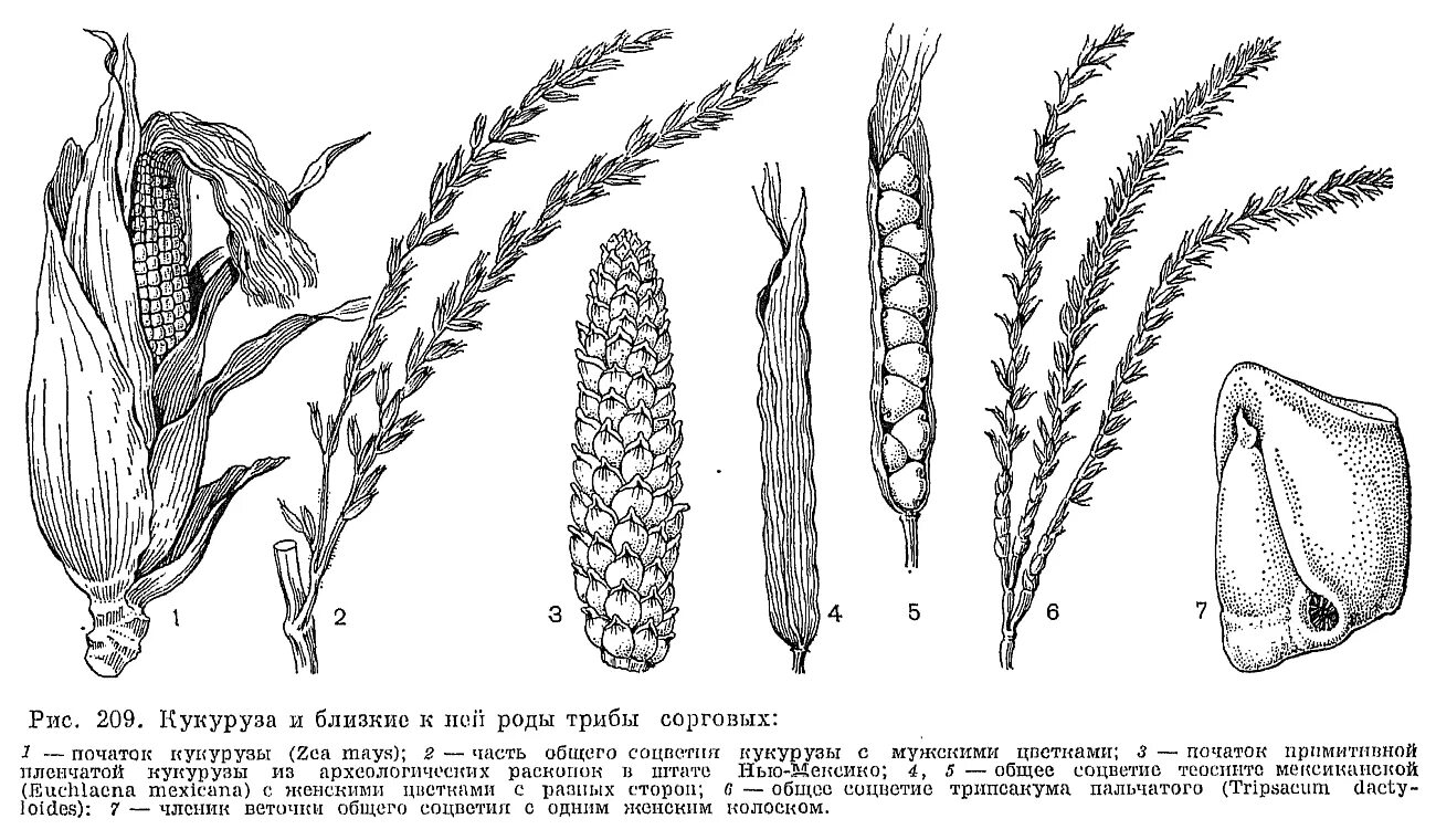 Роды злаковых. Строение соцветия кукурузы. Схема початка кукурузы. Строение початка кукурузы. Кукуруза соцветие початок.
