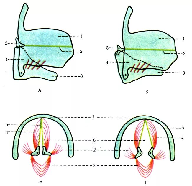 глотка и гортань анатомия. глотка здорового человека. вокальное строение гортани. надгортанник - epiglottis анатомия. мышцы гортани вид сбоку.